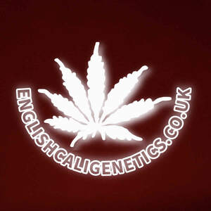 Image for mark UK00004336396 EnglishCaliGenetics.co.uk